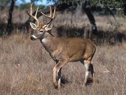 The Whitetail Rut Peaks The Same Time Year After Year