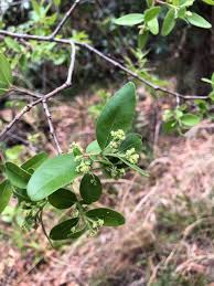 Image result for Apocynaceae subfamily Periplocoideae