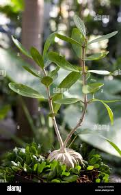 Image result for Clerodendrum formicarum
