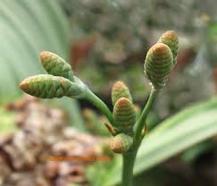 Image result for Welwitschiaceae