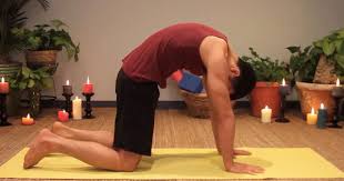 A young cow is called a heifer while a baby cow is called a calf. Posture Of The Month Cat Cow Pose Your Pace Yoga