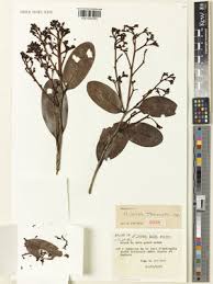 Image result for Magnistipula sapinii