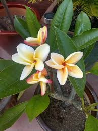 To advance the awareness and promote the love of the beautiful plumeria plant. Socal Heat Wave Has Accelerated Bloom Plumeria