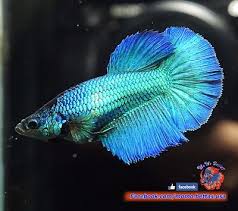 Pin On Beautiful Betta Fish