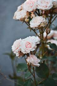 The victorians took it even further by, depicting it everywhere from wallpaper to upholstery to greeting cards. 20 000 Best Pink Roses Photos 100 Free Download Pexels Stock Photos