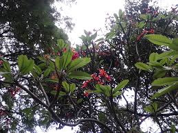 If your plumeria is suffering from mites or flies, a light horticultural oil spray (1% solution) can keep them at bay. Garden Care Simplified Red Champa Frangipani Flowering Plant Care And Tips Refreshing Nature Trails