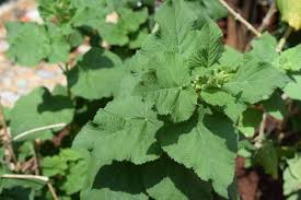 Image result for Urtica massaica