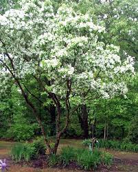 Chinese Fringe Tree Chionanthus Retusus Horizontal Form Fringe Tree Dream Garden Front Gardens