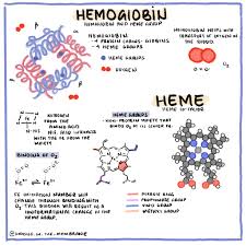 Biochemistry Infographic Hemoglobin In 2020 Biochemistry Pretty Notes Science Doodles