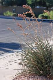 Under the right conditions, yucca is not difficult to grow. Seed Of The Week Red Yucca Growing With Science Blog