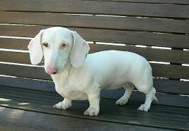 Looks Like An Albino Dachshund Wonder If His Eyes Are Blue Or Pink Dachshund Dog Dachshund Puppy Miniature Dogs And Puppies