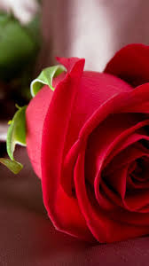 Love Flowers Picture In 2020 Flower Iphone Wallpaper Purple Roses Wallpaper Flower Pictures