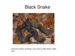 The black racer snake can be found mainly in the southern united states. Ppt Black Snake Powerpoint Presentation Free Download Id 4681759
