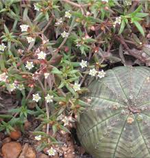 Image result for Crassula maputensis