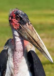 39 Marabou Stork Facts The Bird Of Nightmares Scary Birds Planet Pictures Animal Planet