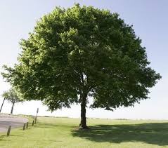 Feb 03, 2021 · ohio's state tree and the symbol for ohio state university's intercollegiate athletics, ohio buckeye trees (aesculus glabra) are the best known of the 13 species of buckeyes. Fungal Disease Likely Causing Leaf Spots Ask The Ground Crew Cleveland Com