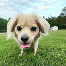 A Dog That Was Born With Only 2 Legs Gets a LEGO Wheelchair and is Happy As  Never Before