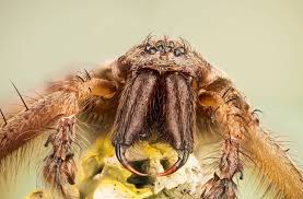 Image result for große winkelspinne biss haut reaktion