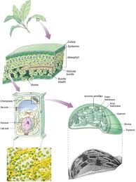 Which cells in a leaf carry out photosynthesis. From Anatomy To The Organelle Of The Leaf Photosynthesis Raven And Download Scientific Diagram