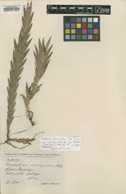 Image result for Platycoryne buchananiana