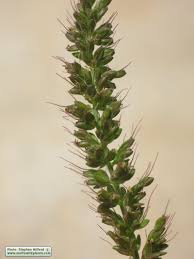 Image result for Setaria verticillata