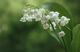 Carte virtuelle 1er mai, fête du muguet gratuite. Les Cadeaux Originaux A Offrir Lors Du 1er Mai La Fete Du Muguet