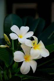 浮光掠影 那一年爱上的鸡蛋花 beautiful flowers cool plants flower arrangements