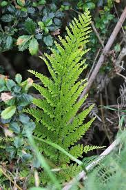 Image result for Asplenium centrafricanum