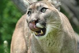 Weitere ideen zu wilde katzen, große katzen, tiere. Tierwelt Herberstein Puma Im Tierpark In Der Steiermark