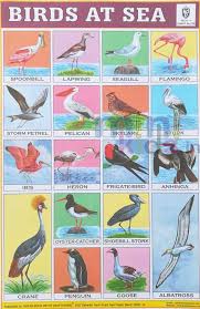 Birds At Sea Chart Number 219 Minikids In