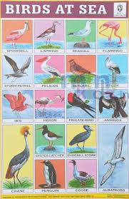 Birds At Sea Chart Number 219 Minikids In