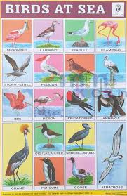 birds at sea chart number 219 minikids in