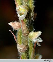 Image result for Hetaeria