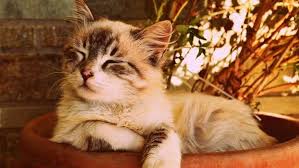 Epingle Sur Cat