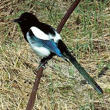 Elster Elster Vogel Einheimische Vogel Elster