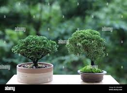 Bonsai Tree In A Clay Pot Stock Photo Alamy
