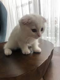 Satilik Kedi Yavrusu Nettepet Com