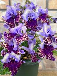 Image result for Streptocarpus