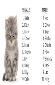 Each of these names is well thought. Siberian Cat Names 50 Most Popular Male Female Cat Guides Names For Black Cats Cat Names Girl Cat Names