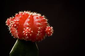 Instructions on how to graft a cactus. How To Care For Moon Cactus The Green Experiment Company