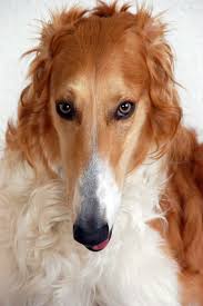 Falcon And The Falconer Kashmir Earlier Today How Beautiful Borzoi Dog Borzoi Beautiful Dogs