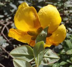 Image result for Hypericum roeperianum