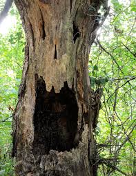 Edinburgh castle is an historic fortress which dominates the skyline of the city of edinburgh, scotland from its position on the castle rock. 8 Of The Creepiest Trees On Earth