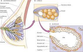 Breast Development An Overview Sciencedirect Topics