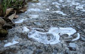 Recent studies have shown that crushed oyster shells can perform as a viable aggregate or grit in concrete and mortars. Hardscaping 101 Seashell Paths And Driveways Gardenista Hardscape Sea Shells Driveway