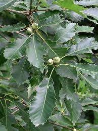 This might be my favorite oak but certainly one of my favorites! Quercus Muehlenbergii Wikipedia