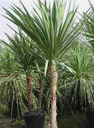 Cordyline Indivisa Plants Garden Plants Planting Flowers