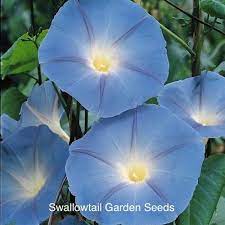 Morning Glory Seeds 27 Morning Glories Heavenly Blue Grandpa Ott Blue Morning Glory Morning Glory Flowers Morning Glory Vine
