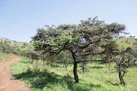 Image result for Acacia gerrardii
