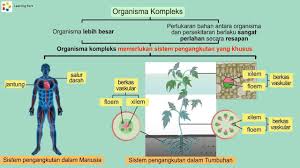 Kedua jaringan pengangkut ini terdapat di akar, batang serta bagian dalam dari cambium adalah xylem dan bagian luar dari cambium adalah folem. Science Lower Form Posts Facebook